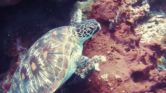 Rare Close-up Footage of A Sea Turtle