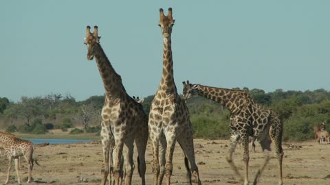 Three Giraffes