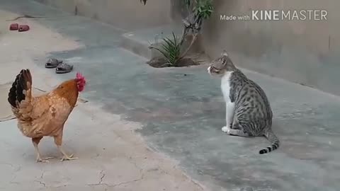 Chicken vs Cat vs dog