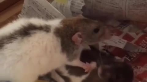 Funny rats love