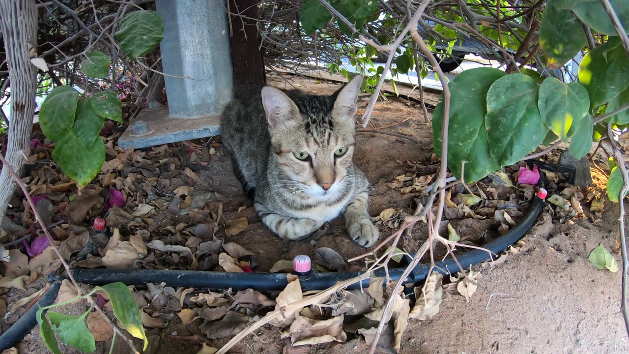 MICHAEL JACKSON - Homeless cat in Ras Al Khaimah, UAE #cat #cats #MichaelJackson #emirates #ae #UAE