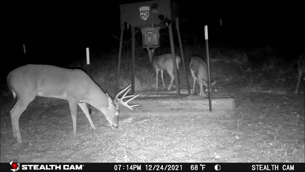 Game Cam 12-24 to 25-2021