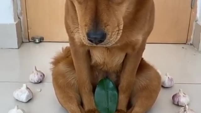 🐕baby dog2021🐶cute dogs🐕 funny dog,🐶dog compilation🐕short video🐶 cute animals videos🐕