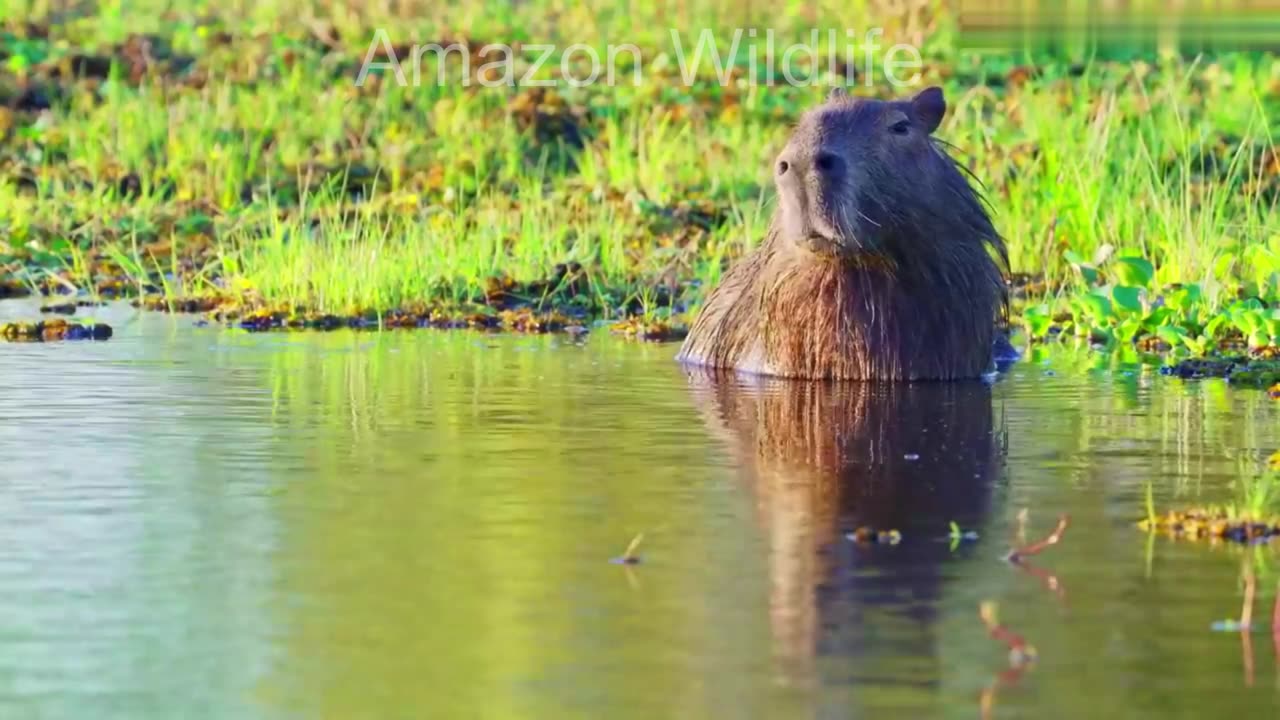 Wildlife Documentary Relaxing video