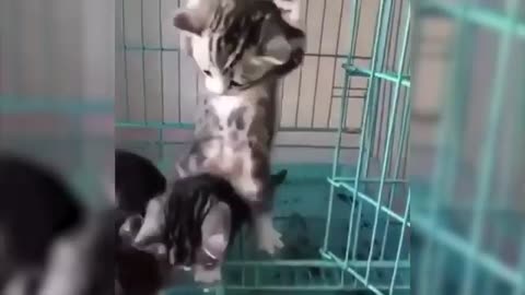 Funny Animals Videos 2020🤣