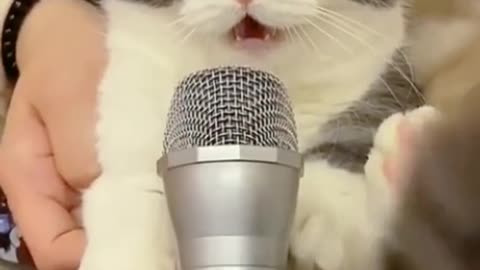 Please listen to what Kitty wants to say ??