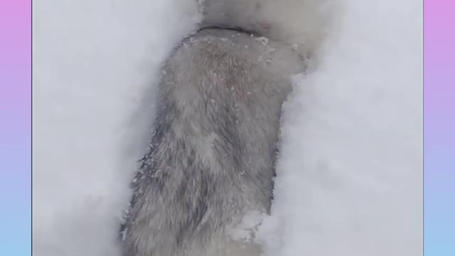 Adorable toddler cuddles with impressively tolerant cat MrSindhi