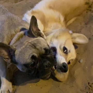 Two dogs play in slow motion