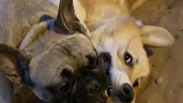 Two dogs play in slow motion