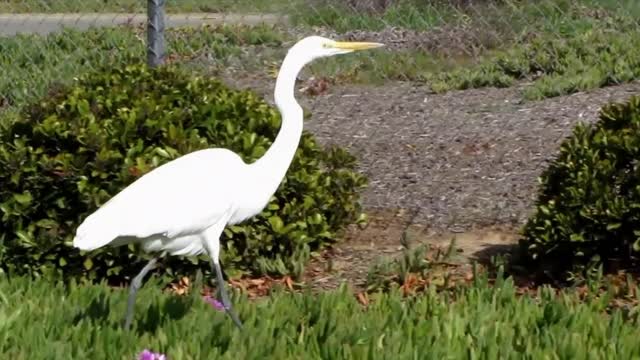 Crane, Egret or Heron? What's the difference?