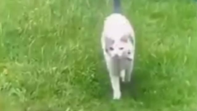 Funny cats 👌😂😂