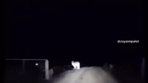 kangaroo pouncing onto a car out of no where