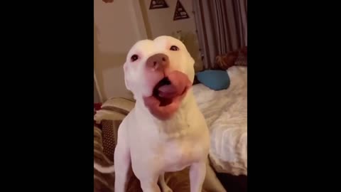 Cute pitbulls video funny