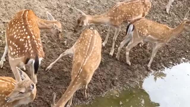 Sika deer drinking rainwater