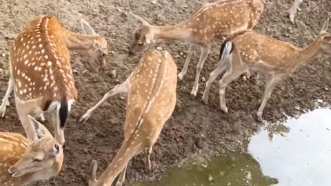 Sika deer drinking rainwater