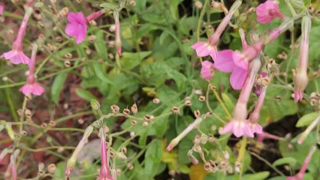 A plant that always makes people happy