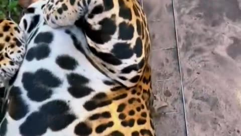 Jaguar Belly! BEAUTIFUL
