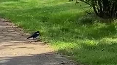 Nature shorts: Road wanderer, magpie bird