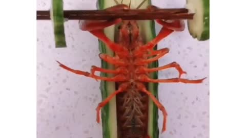 Larry in Real Life 🦞💪