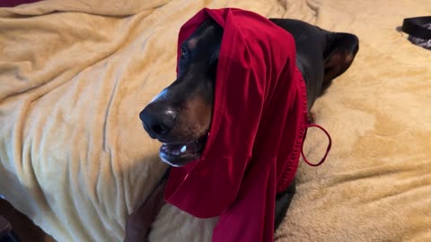 Doberman imitates Emperor Palpatine?