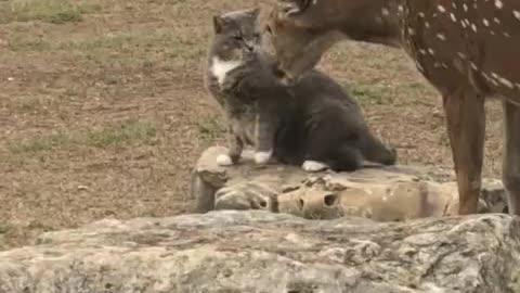 Cat slaps rescued deer when it gets too close