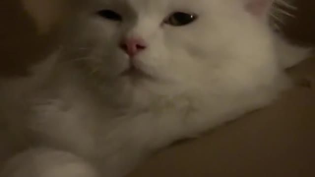 Give the cat a rub