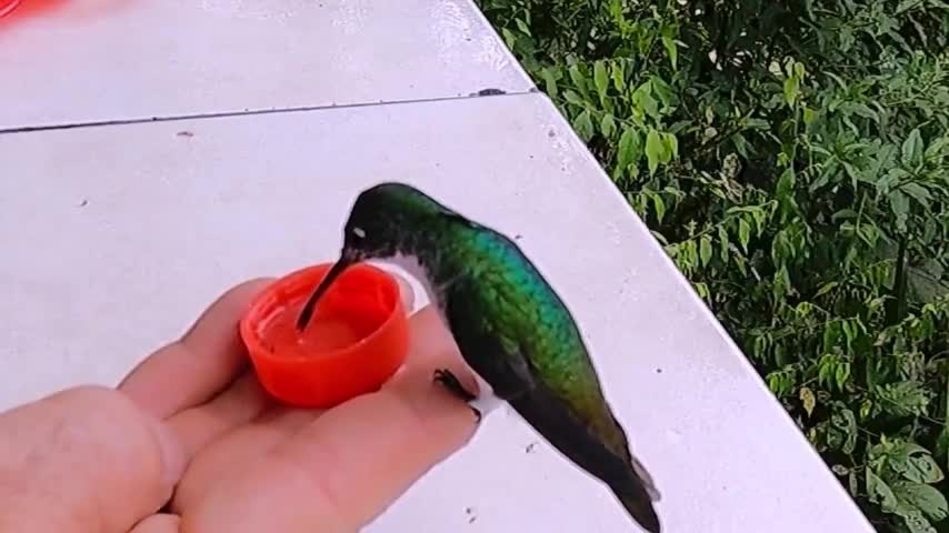 Hummingbirds trustingly perch on people's hands to sip nectar.