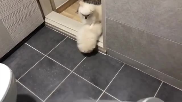 Funny Doggo vs Water