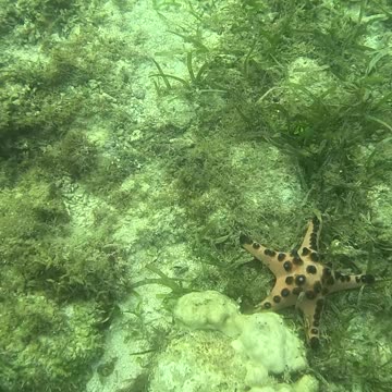 Snorkeling Above a Bed of Starfish 🌊⭐