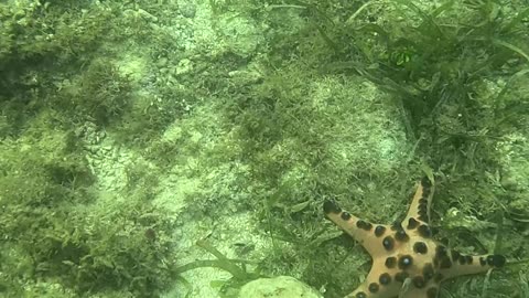 Snorkeling Above a Bed of Starfish 🌊⭐