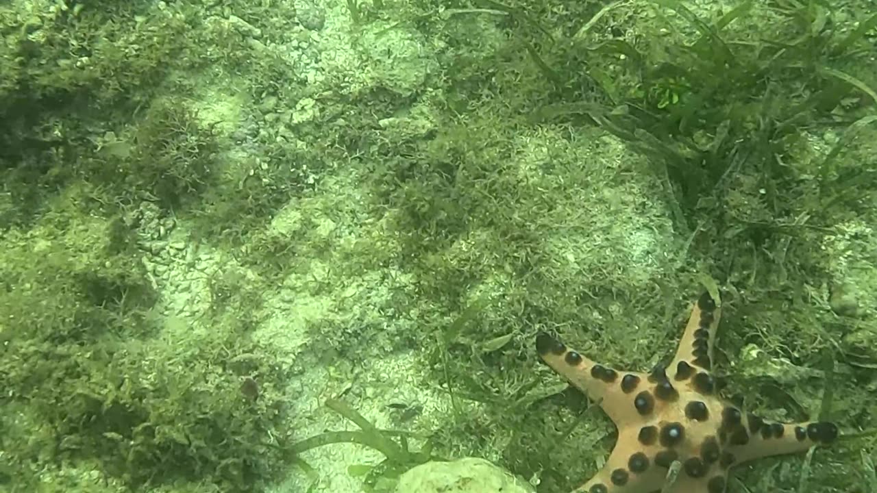 Snorkeling Above a Bed of Starfish 🌊⭐