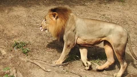 Lion | The King Of The Animals