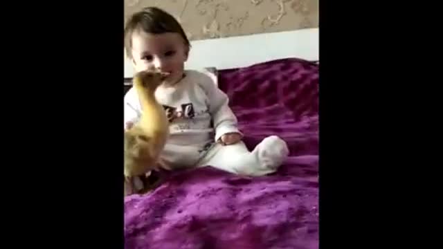 Delightful Moment Between Duck And The Baby