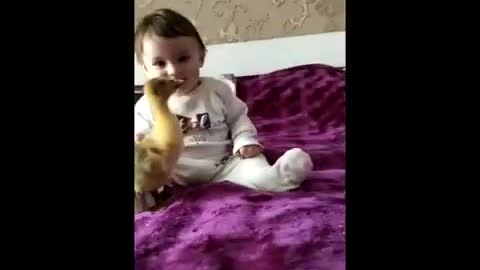 Delightful Moment Between Duck And The Baby