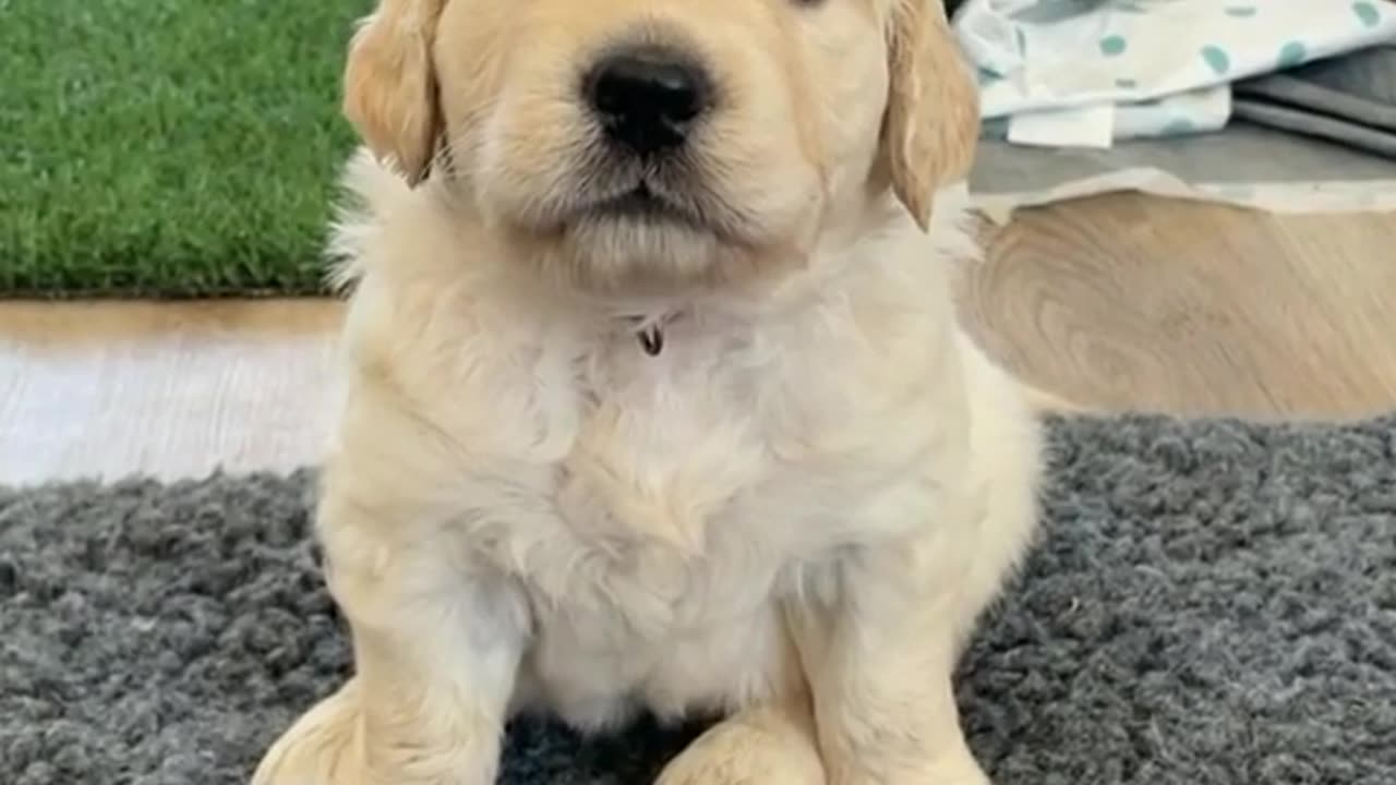 Barking Golden retriever puppy