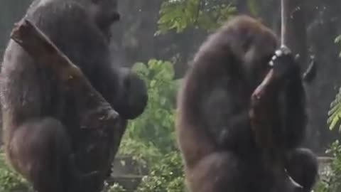 Animals have also human tendancy