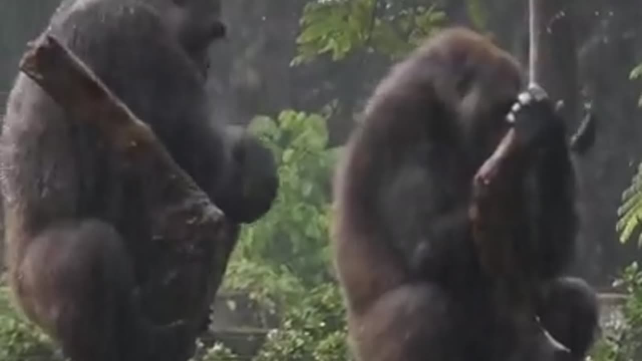 Animals have also human tendancy