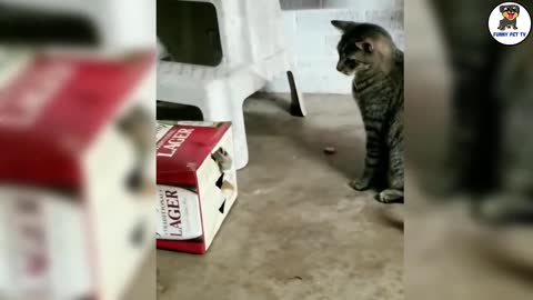 Funny Cats Video Complication
