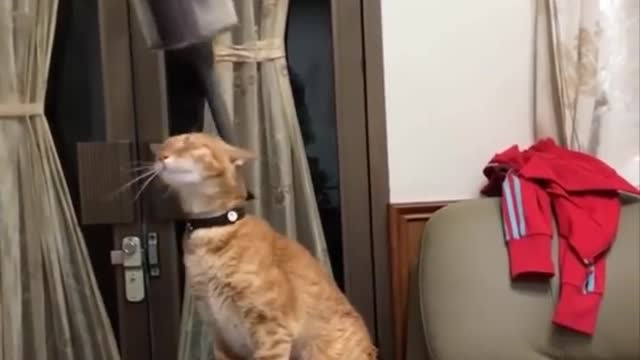 Funniest cat videos #112 - HILARIOUS!