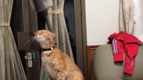 Funniest cat videos #112 - HILARIOUS!