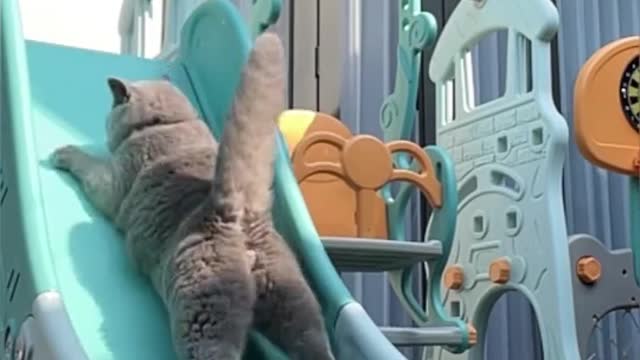 Fuuny cat plying in park