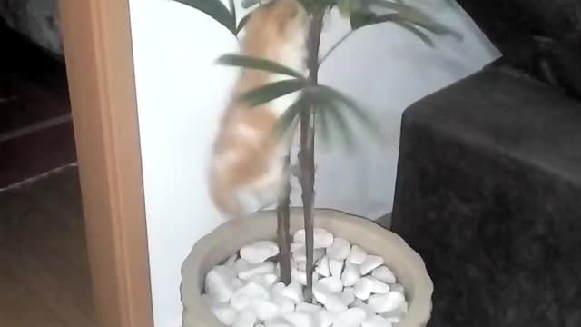 fluffy cat on plant