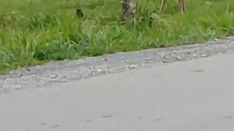 Crow Bugs Feeding Doe