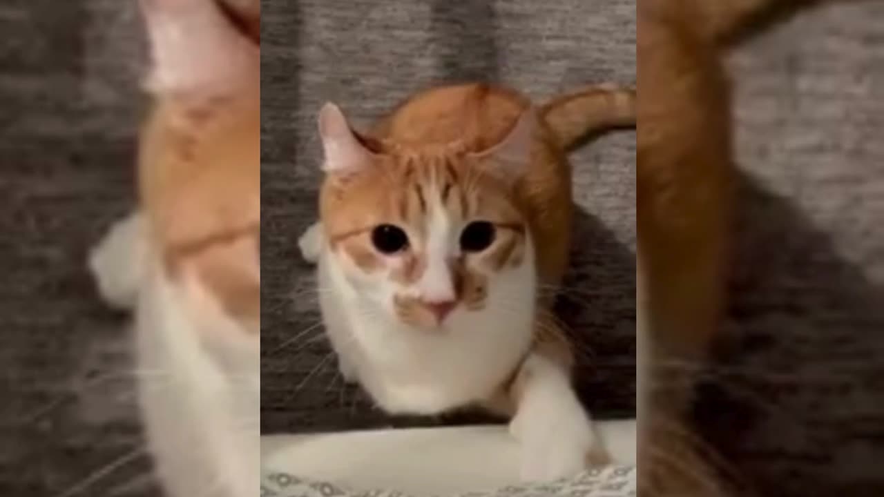 Cute & Funny Animals Videos 🐕‍🦺 Pets, Dogs, 🐱 Cats Compilation #pets #animals #cat #dog