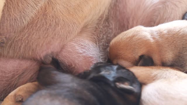 puppy feeding on the mother