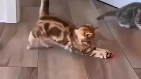 Funny cats