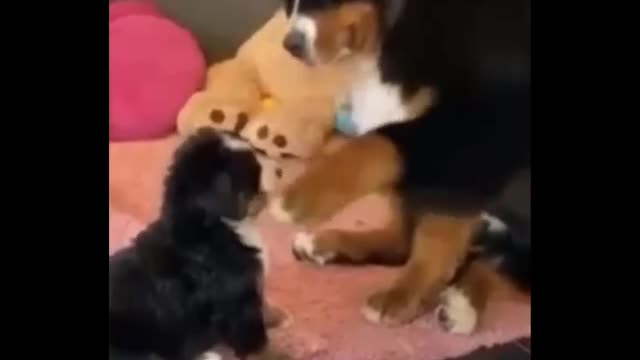 Cute puppies and their dramatic actions