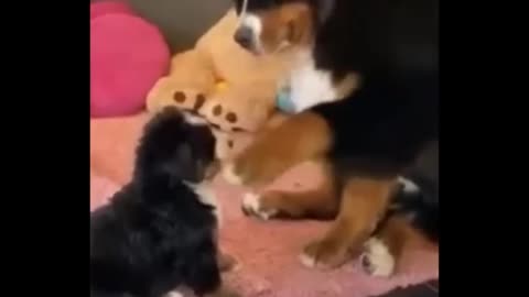 Cute puppies and their dramatic actions