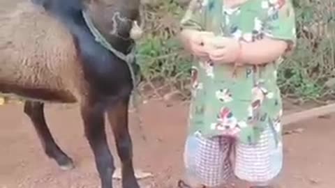 Crazy goats