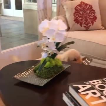 Big Fluffy Samoyed Likes Being Carried 2021